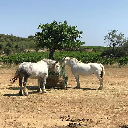 Villa Olea Europaea Assignan